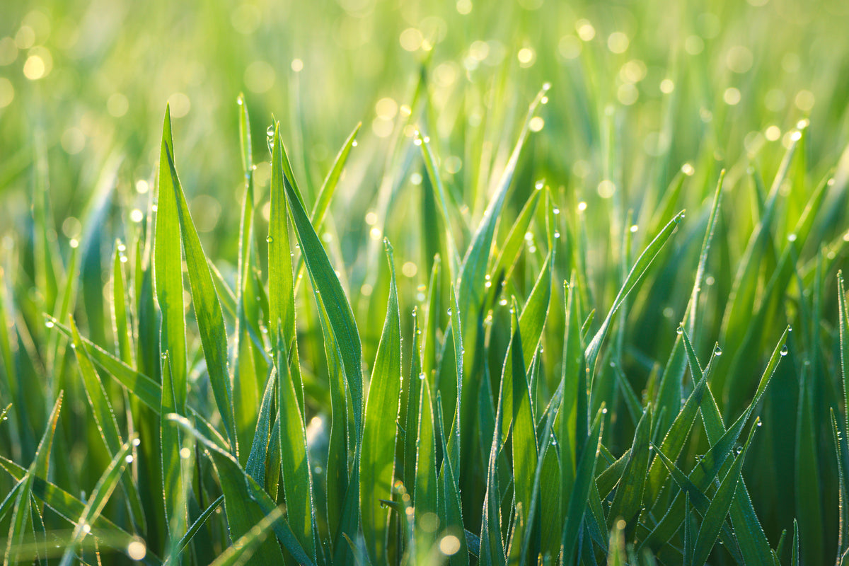 3-piece-acrylic-print-grass-with-morning-dew-xl