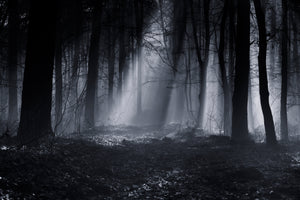 framedcanvas-print-capela-forest