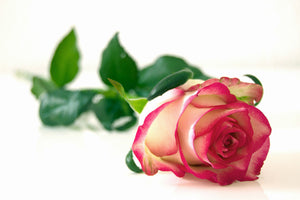 framedposter-print-the-proud-rose