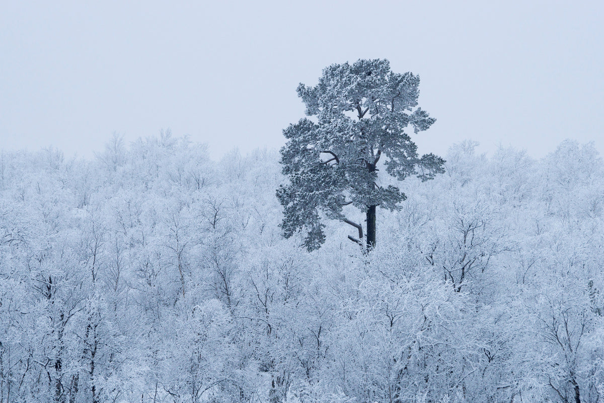 poster-print-first-snow-x