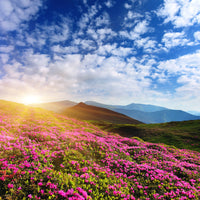 9-piece-aluminium-print-flowery-mountain-landscape