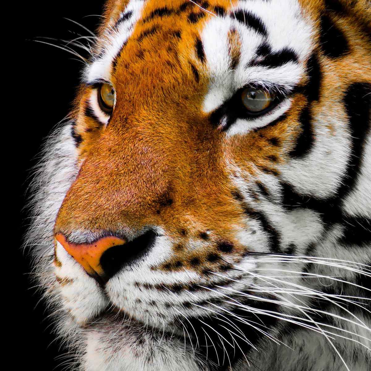 4-piece-aluminium-print-close-up-tiger-head