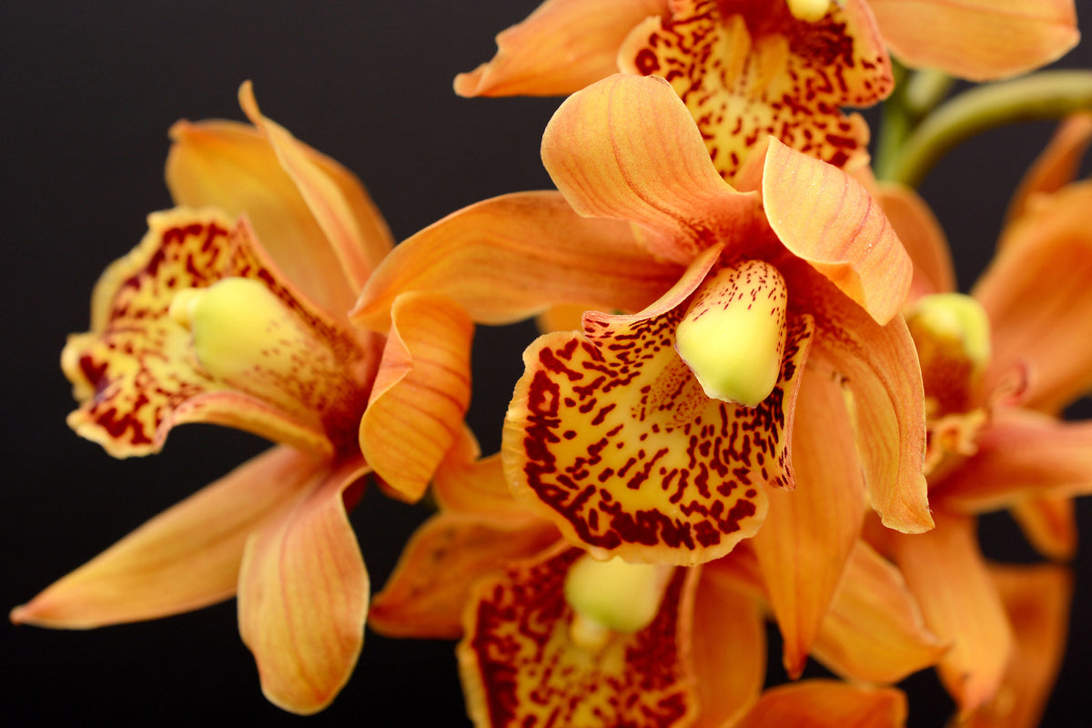 canvas-print-orchids-with-orange-flowers