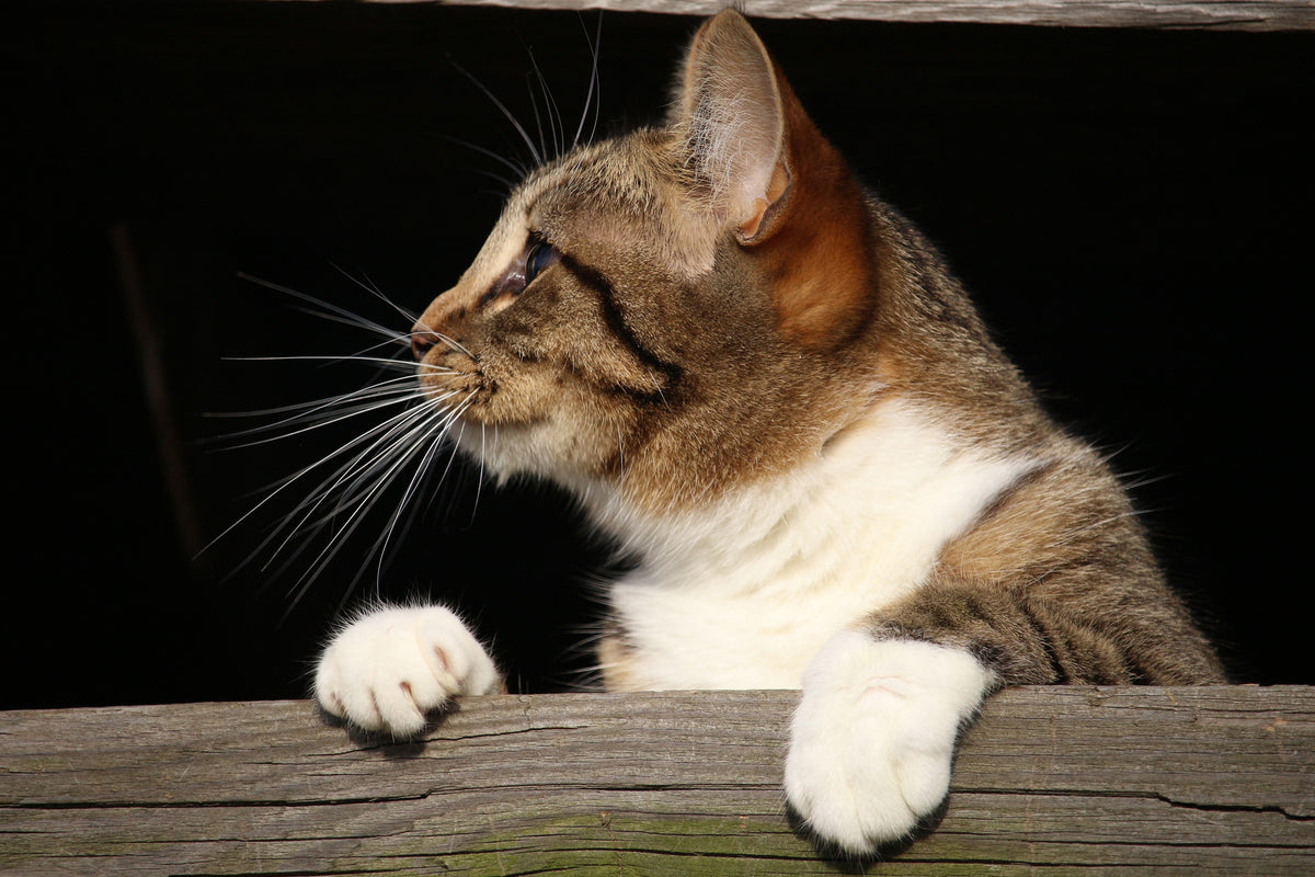 aluminium-print-xl-cat