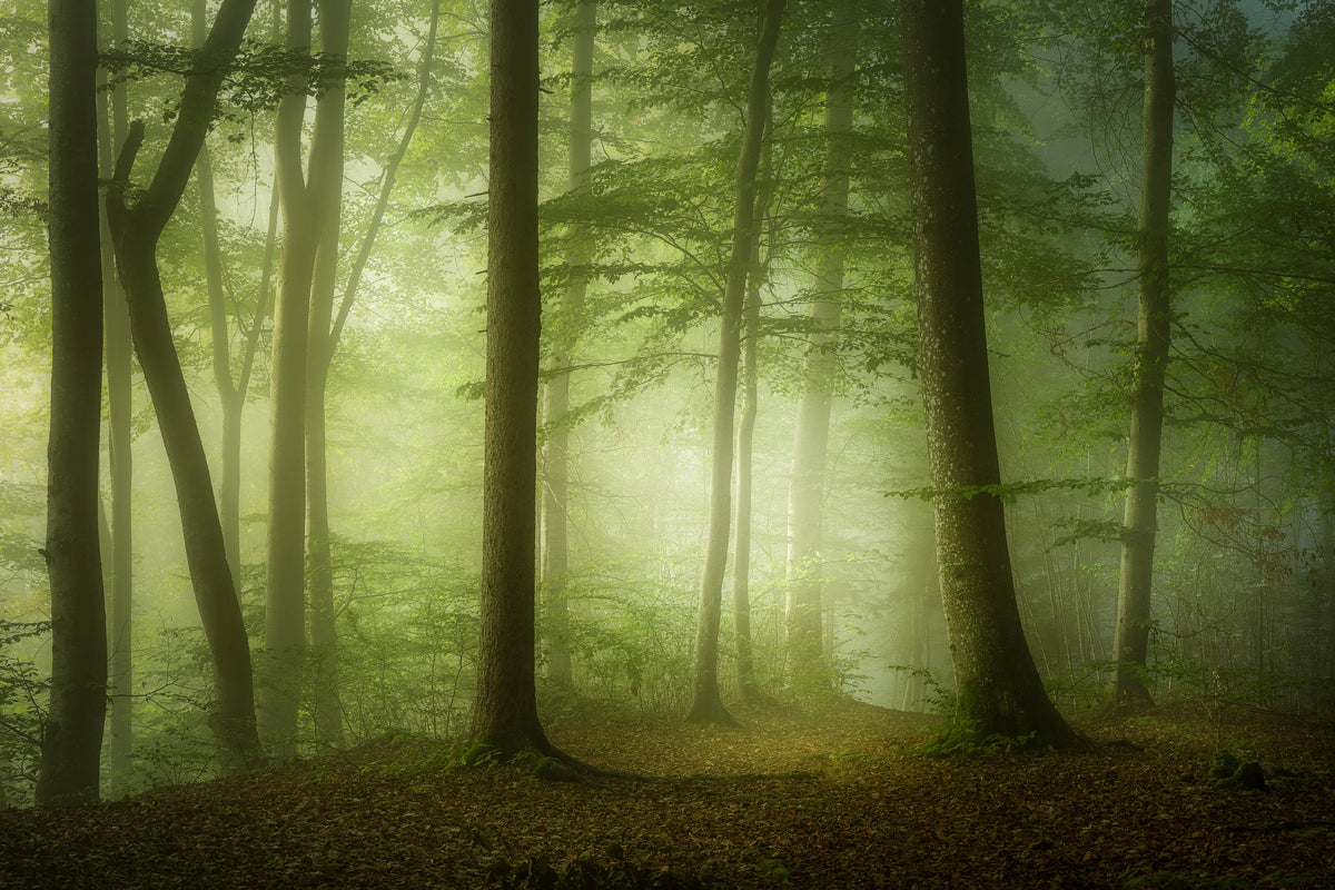 framedcanvas-print-mysterious-spring-morning-x
