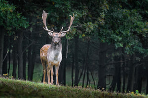 3-piece-aluminium-print-the-fallow-deer-ii