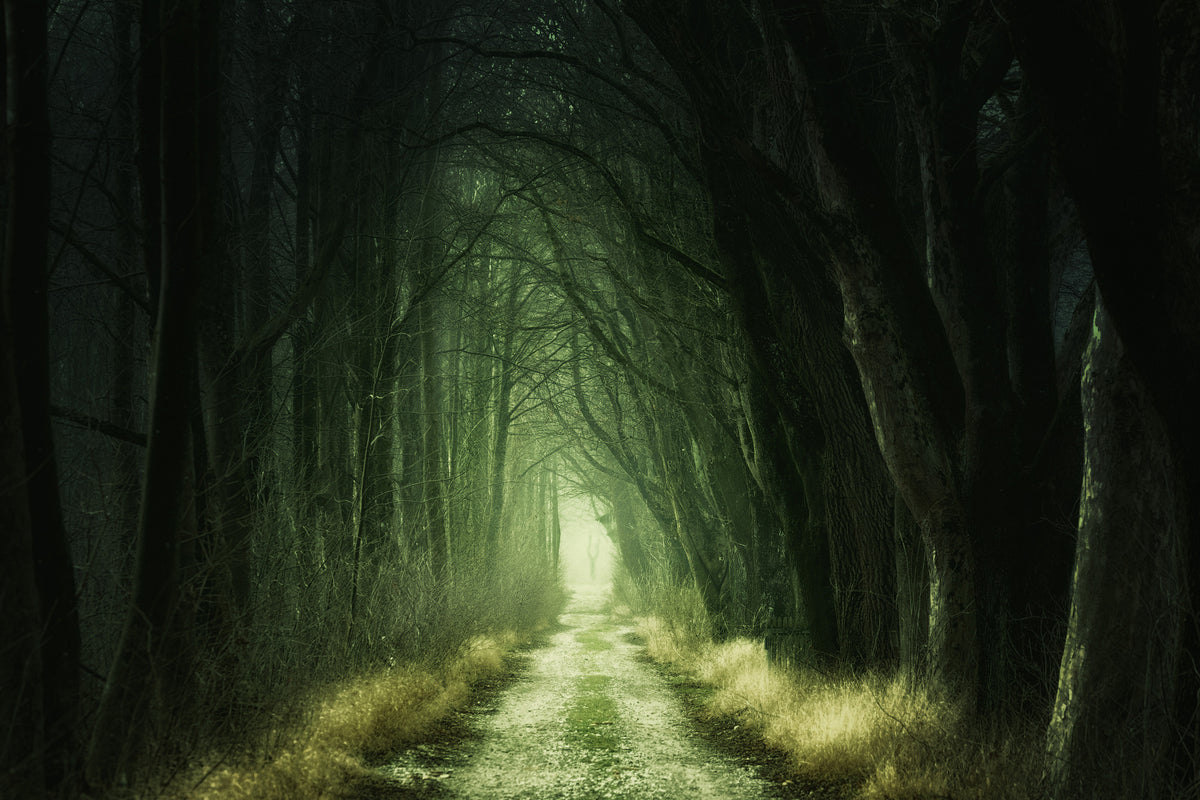 framedcanvas-print-mysterious-forest-iii
