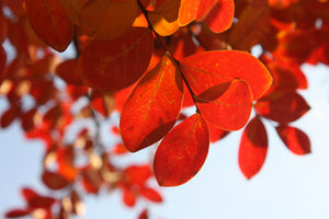 modern-3-piece-aluminium-print-red-leaves-xl