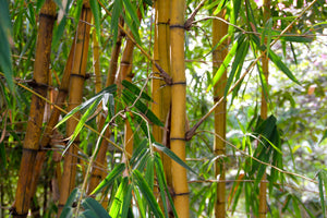 aluminium-print-wild-bamboo
