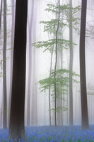 canvas-print-foggy-forest-x