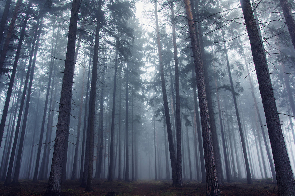 framedcanvas-print-mysterious-foggy-forest-x