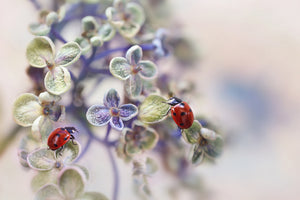 framedcanvas-print-fragile