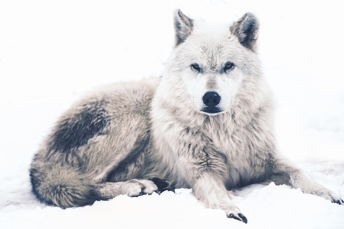 acrylic-print-the-wolf