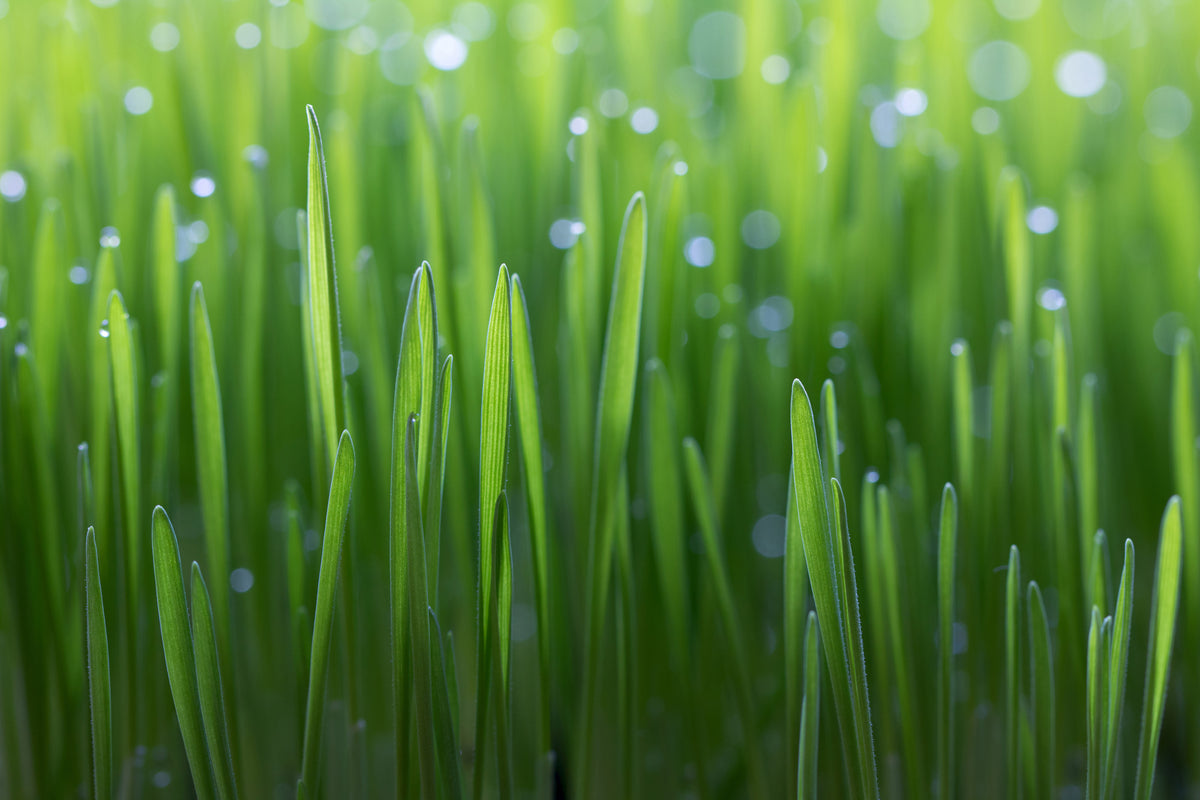 framedposter-print-wheat-x
