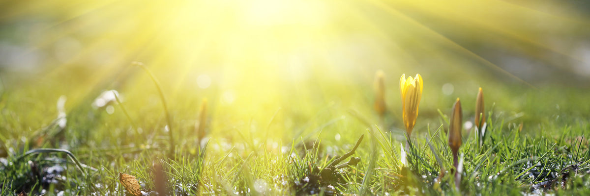 panoramic-aluminium-print-flowery-meadow-panorama