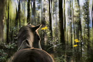3-piece-canvas-print-sound-are-forest