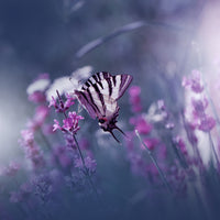 poster-print-lavender-queen-x