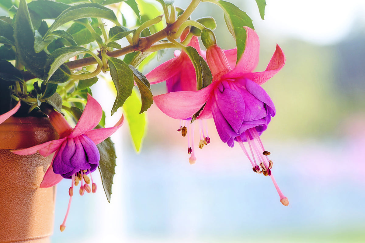 3-piece-aluminium-print-the-fuchsias