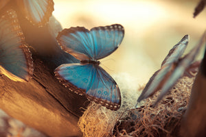aluminium-print-butterflies
