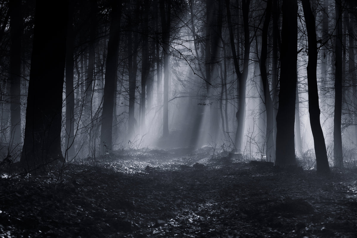 poster-print-capela-forest