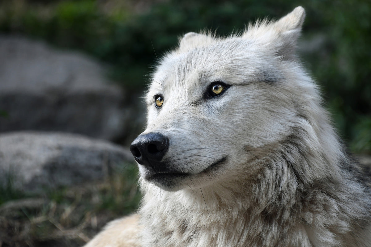 framedcanvas-print-the-lonely-wolf
