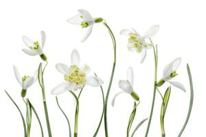aluminium-print-spring-snowdrops