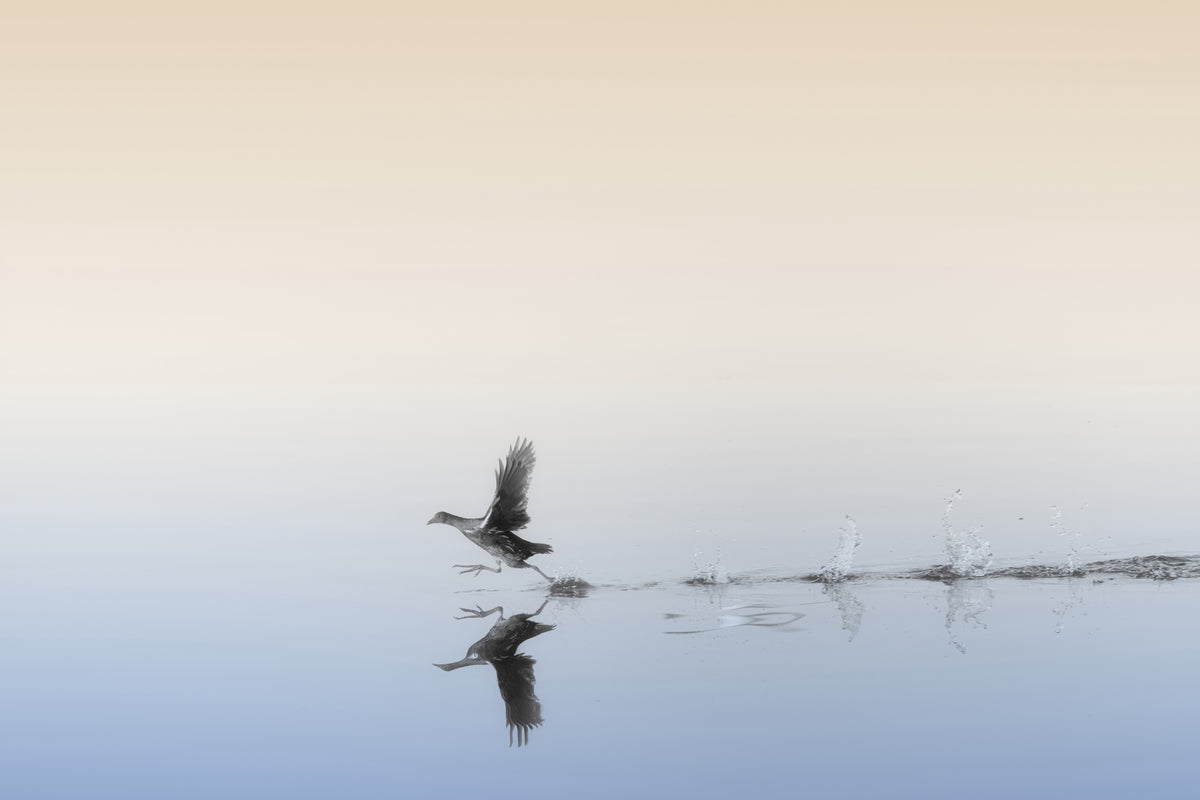 aluminium-print-untitled-xlv