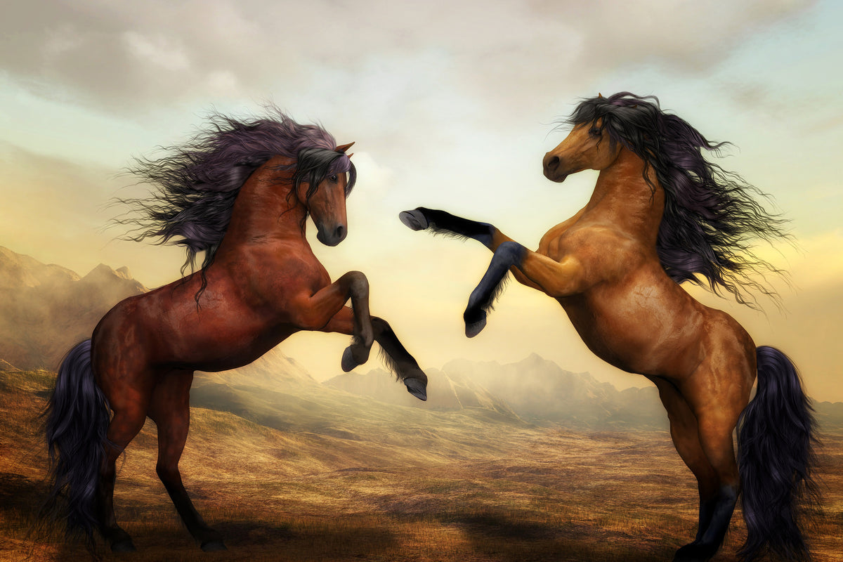acrylic-print-two-wild-horses