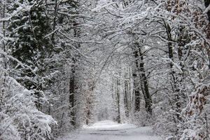 poster-print-enchanted-winter-forest
