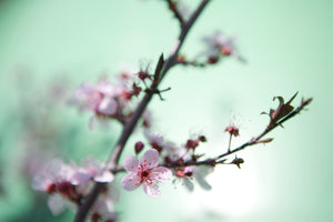 acrylic-print-beautiful-japanese-cherry-blossom