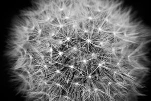 aluminium-print-dandelion-in-xxl