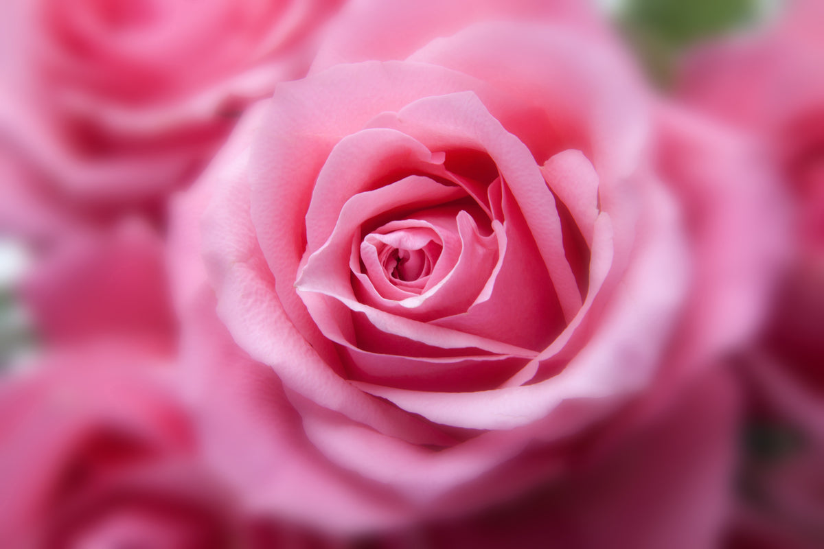 modern-3-piece-canvas-print-roses-macro