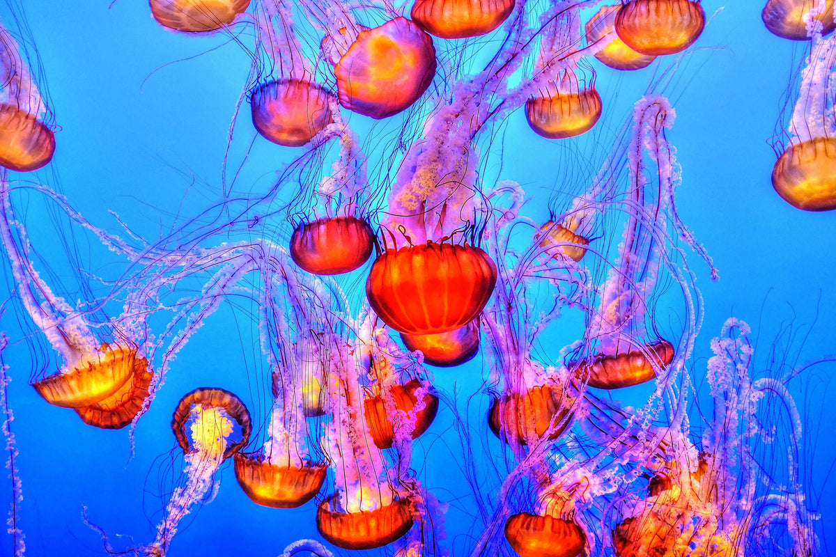 aluminium-print-colorful-jellyfish