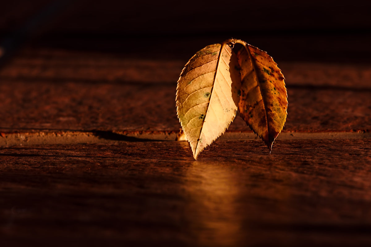canvas-print-the-leaf