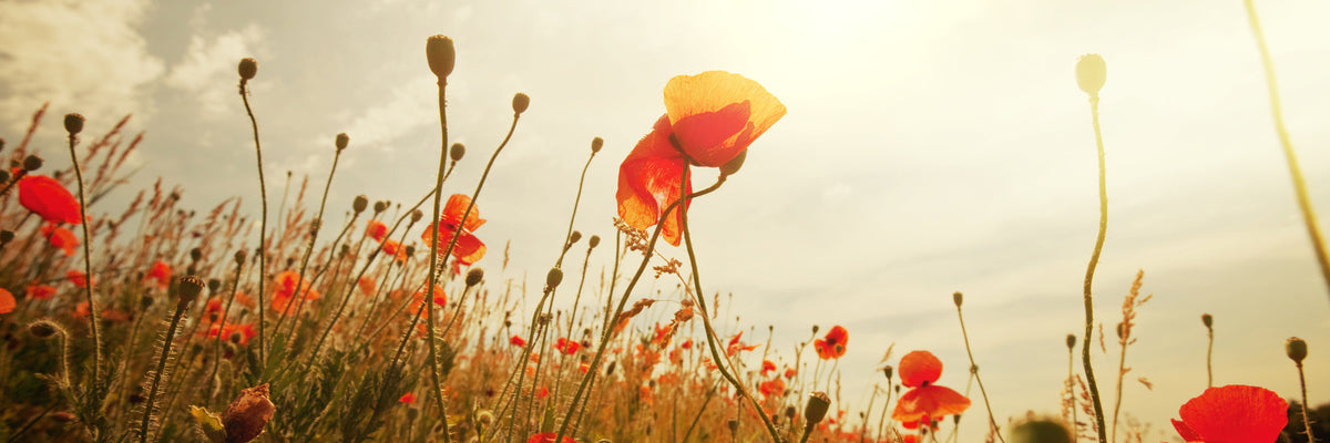 panoramic-3-piece-canvas-print-the-poppy-field-at-sunrise-panorama