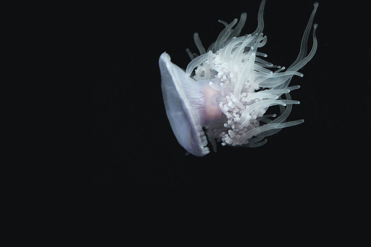3-piece-aluminium-print-fascinating-jellyfish-xl