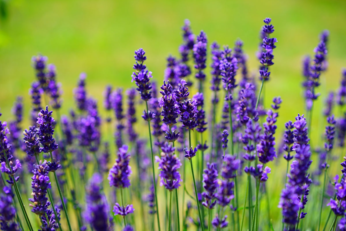 3-piece-acrylic-print-beautiful-lavender