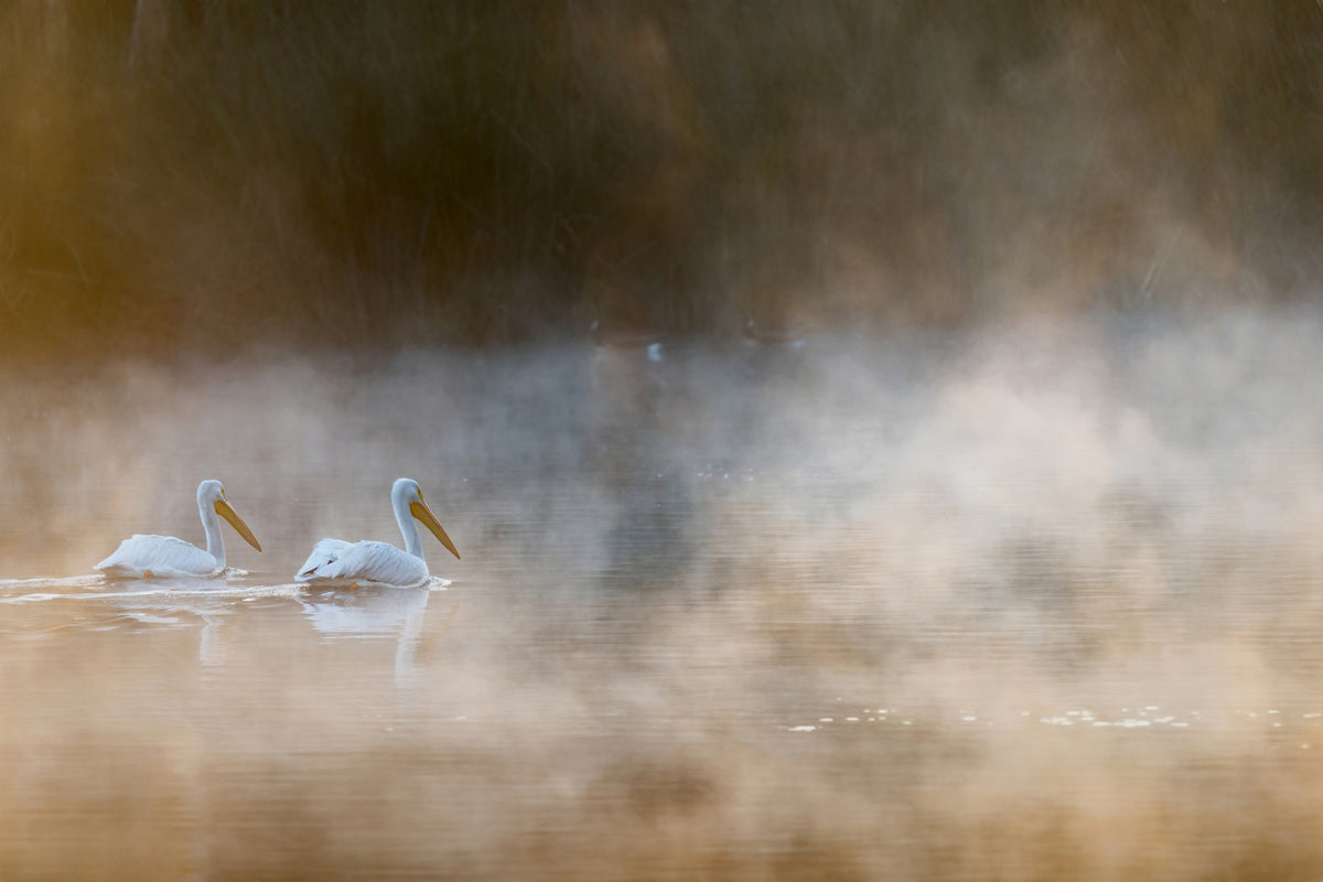 acrylic-print-companions