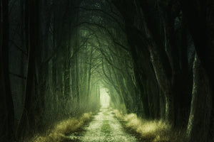 modern-3-piece-acrylic-print-mysterious-forest-iii