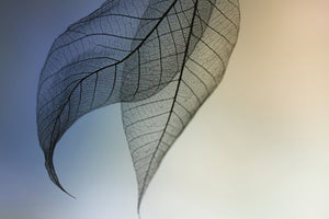 acrylic-print-cavatina