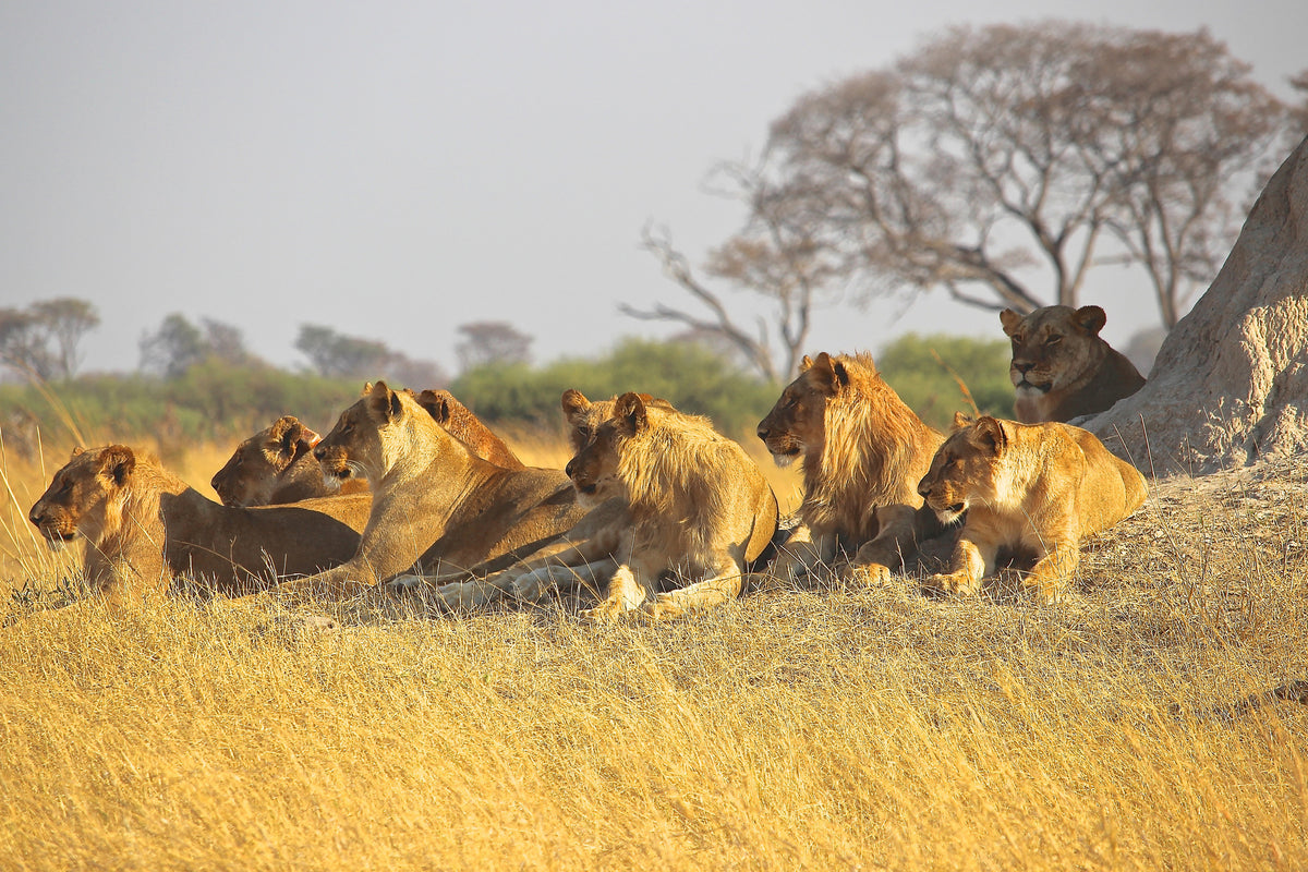 acrylic-print-lion-family