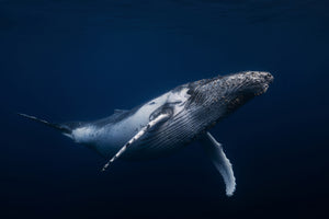 acrylic-print-humpback-whale-in-blue-x