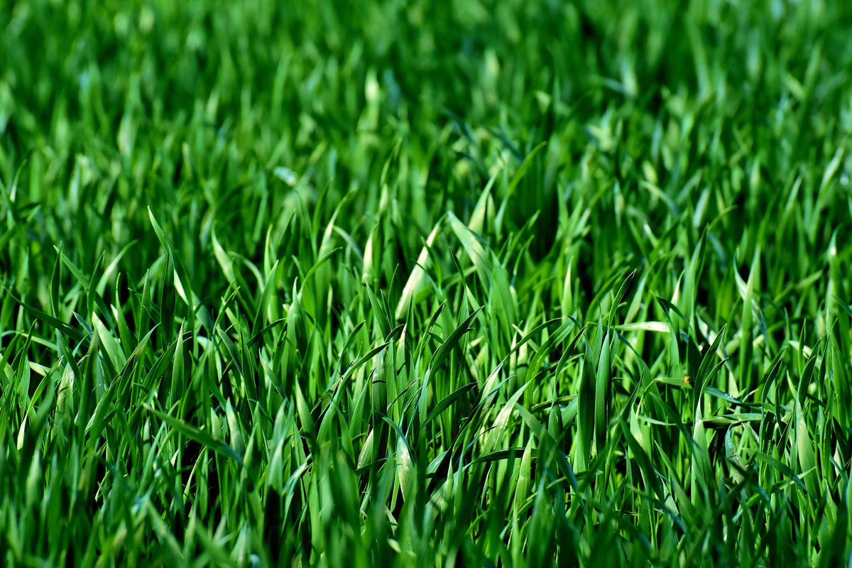 poster-print-the-meadow-in-xl