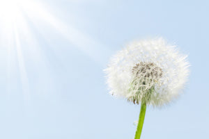 modern-3-piece-acrylic-print-dandelion-in-sunbeam
