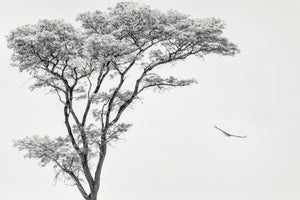 canvas-print-the-african-eagle