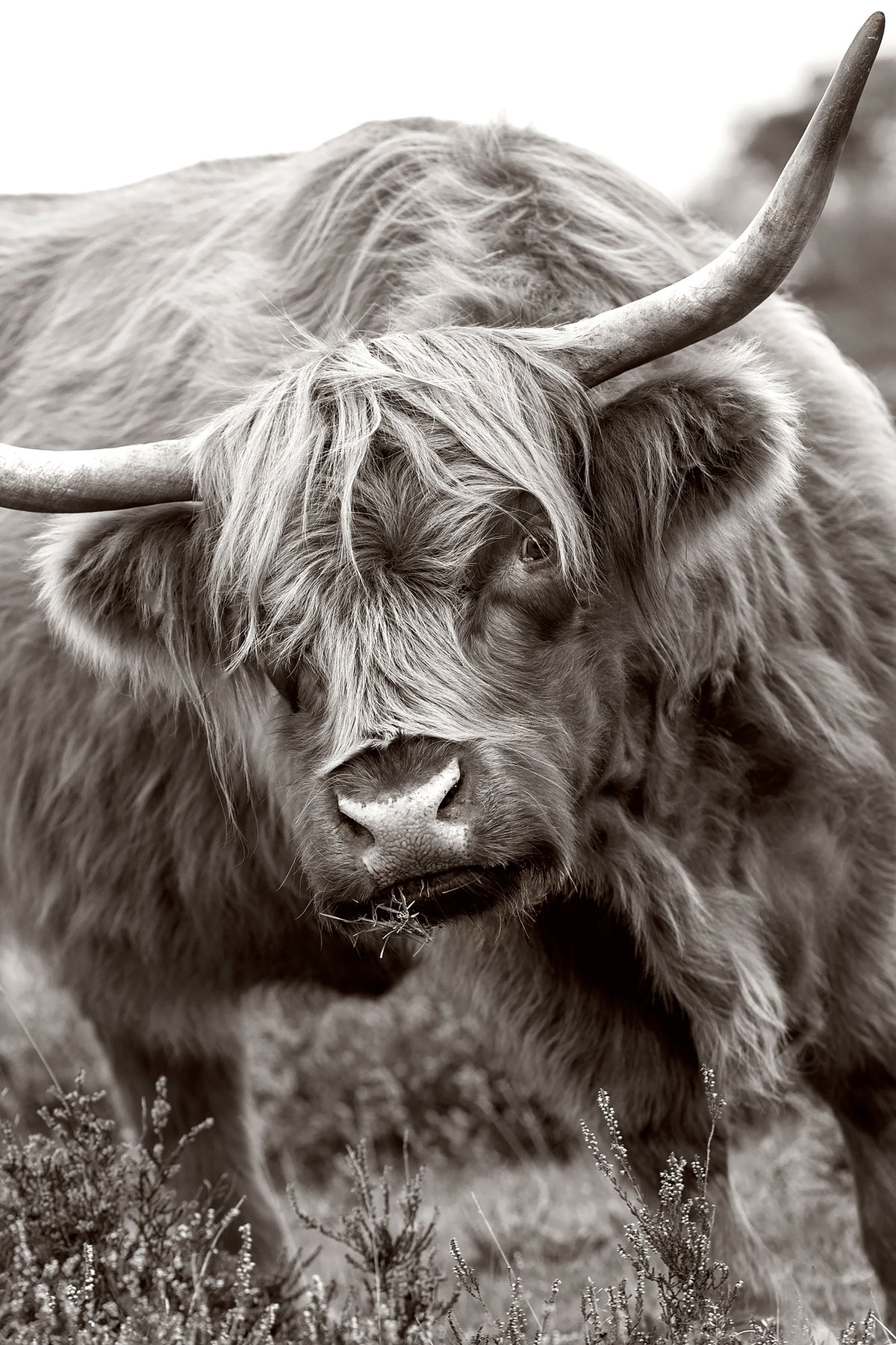 acrylic-print-the-bull-x