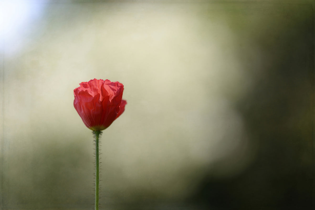 framedposter-print-red-poppy