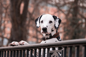 framedposter-print-watchful-dalmatian