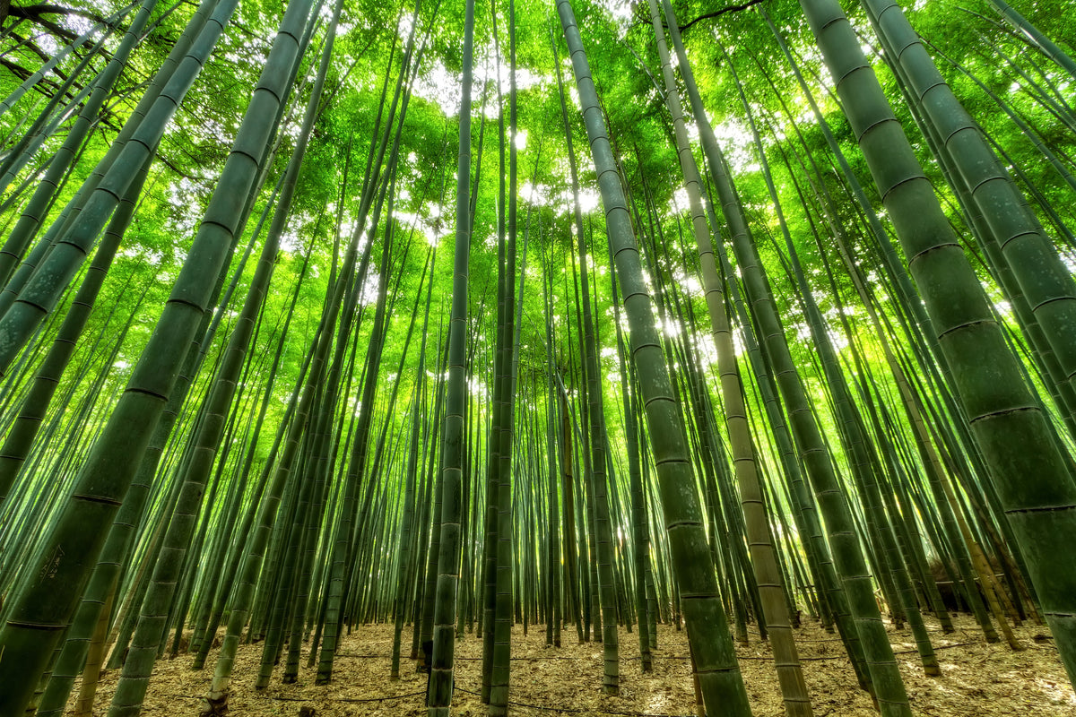 modern-3-piece-canvas-print-the-bamboo-forest