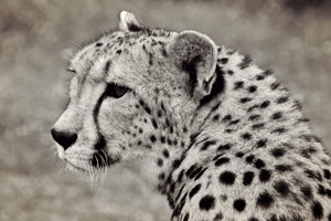poster-print-beautiful-cheetah